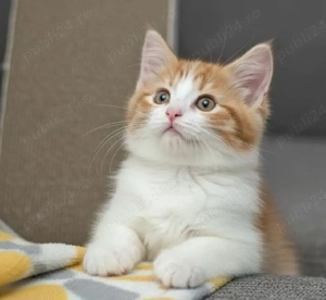 Siberiana de Pădure  - imagine 2