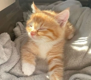 Siberiana de Pădure  - imagine 3