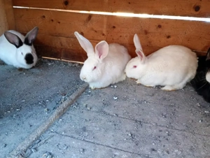 iepuri de vânzare  - imagine 3