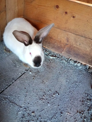 iepuri de vânzare  - imagine 5