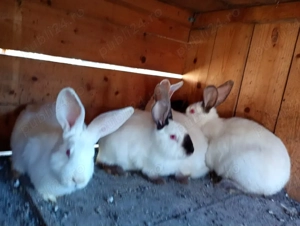 iepuri de vânzare  - imagine 2