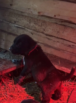 masculi asia centrala 