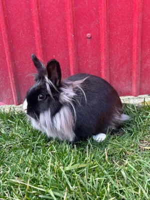 Iepuri cap de leu - imagine 3