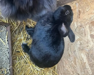 Iepuri cap de leu - imagine 4