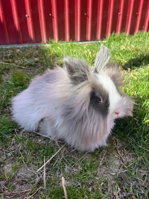 Iepuri cap de leu - imagine 2