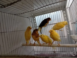 Canari timbrado  - imagine 5