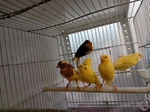 Canari timbrado  - imagine 4