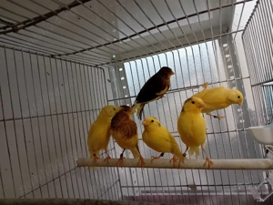 Canari timbrado  - imagine 3