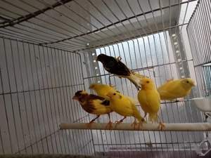 Canari timbrado  - imagine 2