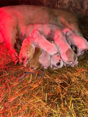 Scoafa cu 8 purcei - imagine 3