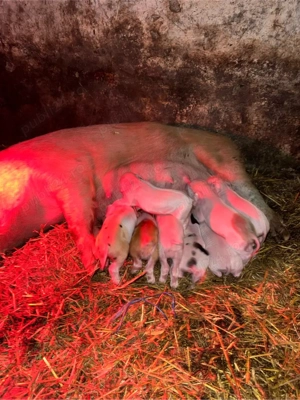 Scoafa cu 8 purcei - imagine 4