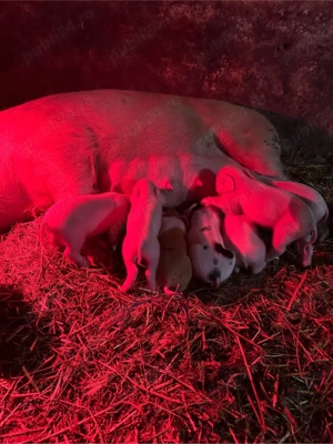 Scoafa cu 8 purcei - imagine 2