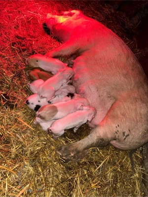 Scoafa cu 8 purcei - imagine 5