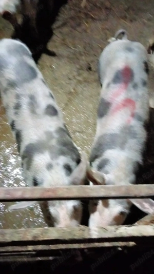 porci de vânzare pietrean 