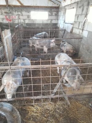 porcii de vânzare pietrean  - imagine 4