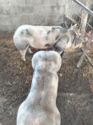 porcii de vânzare pietrean  - imagine 2