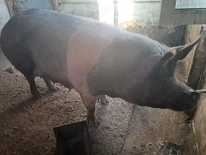 scroafa hungahib  - imagine 3