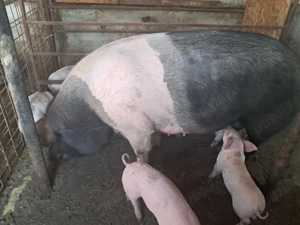 scroafa hungahib  - imagine 4