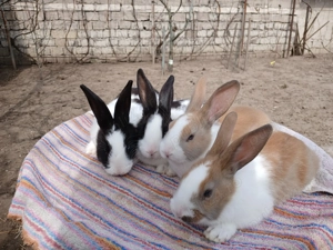 hycoli francez de vinzare