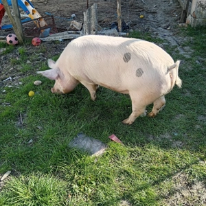 De vânzare două purcele  - imagine 4