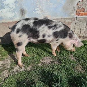 De vânzare două purcele  - imagine 2