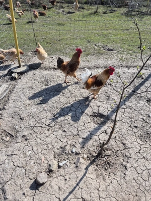 de vinzare cocosi 11buc - imagine 2