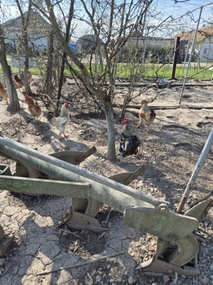 de vinzare cocosi 11buc - imagine 3