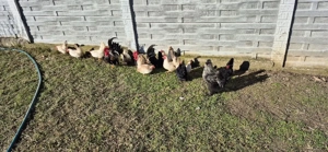 Vând 6 gainuse si in cocosel rasa Chabo - imagine 5