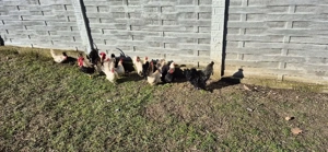 Vând 6 gainuse si in cocosel rasa Chabo - imagine 3