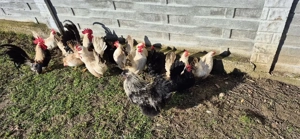 Vând 6 gainuse si in cocosel rasa Chabo - imagine 4