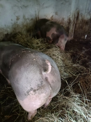 Vind porc pietrean de carne  - imagine 2