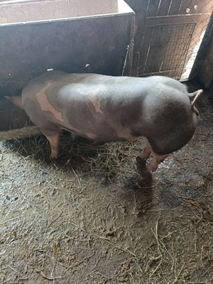 Vind porc pietrean de carne 