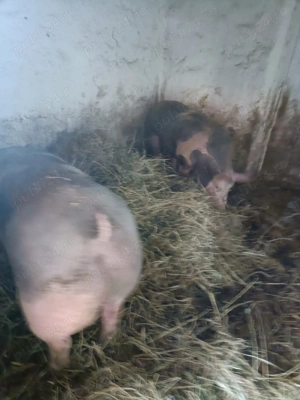 Vind porc pietrean de carne  - imagine 4