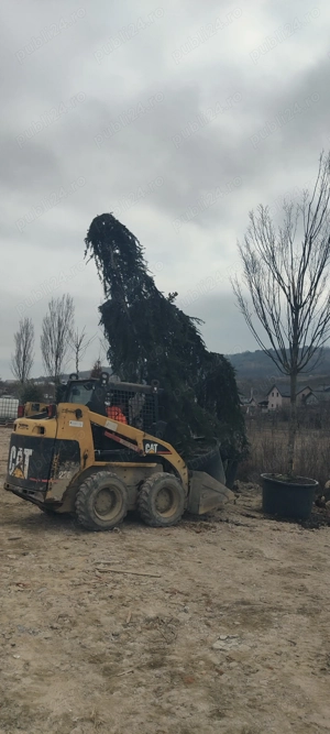Angajam personal depozit plante piatră 