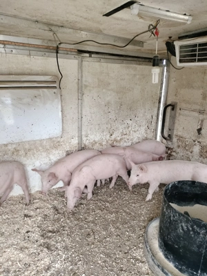 Pur ei 12-13 săptămâni  - imagine 3