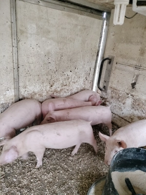 Pur ei 12-13 săptămâni  - imagine 2