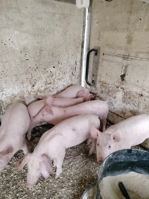 Pur ei 12-13 săptămâni 