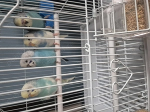 Vând 4 pui papagali peruși 60 Roi bucata - imagine 3