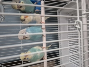 Vând 4 pui papagali peruși 60 Roi bucata - imagine 2