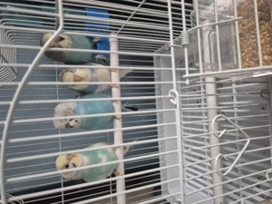 Vând 4 pui papagali peruși 60 Roi bucata - imagine 4