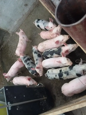 Vand purcei frumosi de rasa - imagine 2