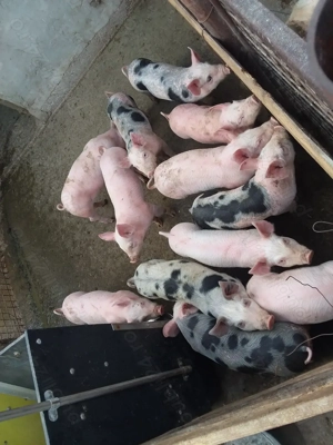 Vand purcei frumosi de rasa - imagine 3