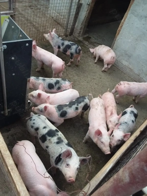  Vand purcei frumosi de rasa