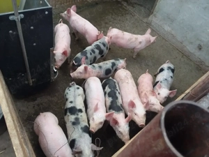  Vand purcei frumosi de rasa - imagine 2