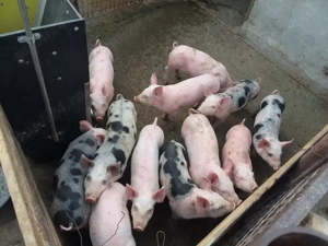  Vand purcei frumosi de rasa - imagine 3