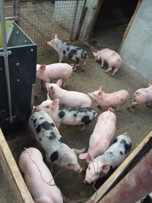  Vand purcei frumosi de rasa - imagine 5