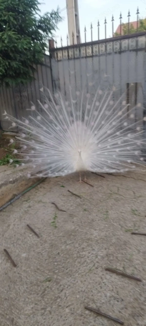 Pereche Pauni albi - imagine 2