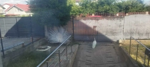 Pereche Pauni albi - imagine 3