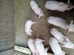Purcei de vânzare  - imagine 2
