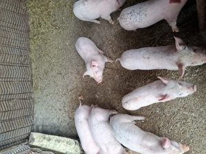 Purcei de vânzare  - imagine 3